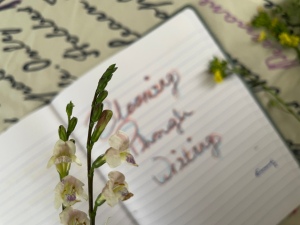 closeup photo of flower on a blurry background of notebook with handwritten text on cursive prints