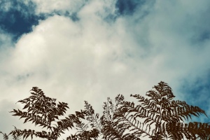 Ferns against a cloudy sky.