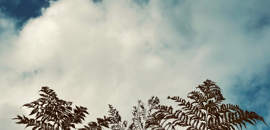 Ferns against a cloudy sky.