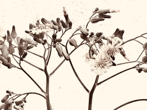 Close up black and white vintage photo of buds and small flowers of a dandelion.