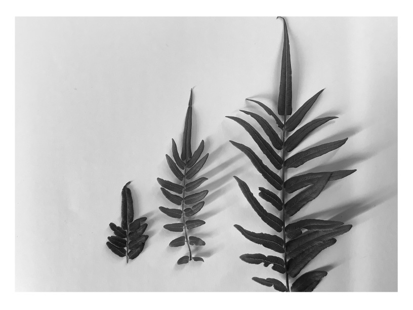 White borders surrounding black and white photo of three different sizes of the leaves of ferns.